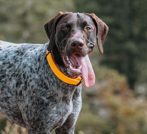 Smellydogz™ - Weather Proof Equipment
