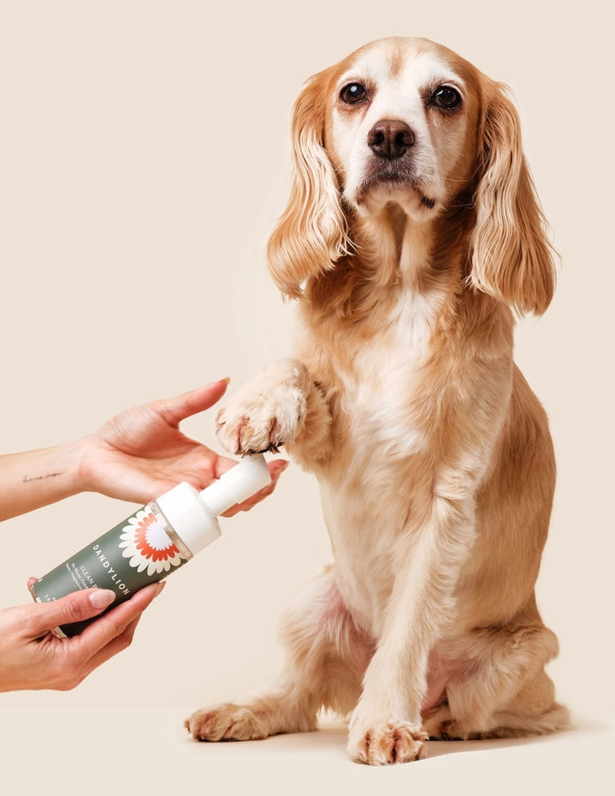 Small Dog Specials!