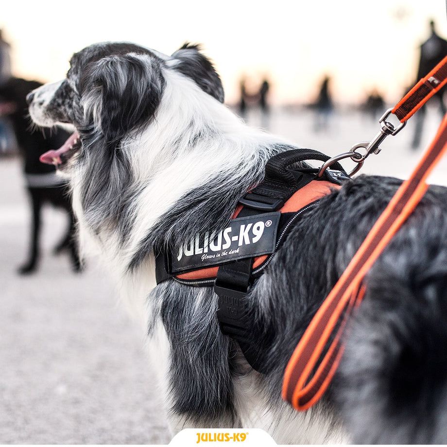 Julius-K9® – Modern K9