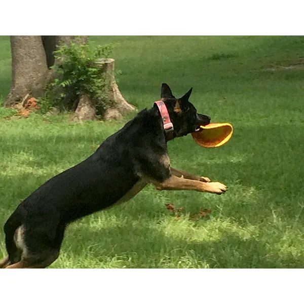 RuffDawg K9 Flyer Modern K9